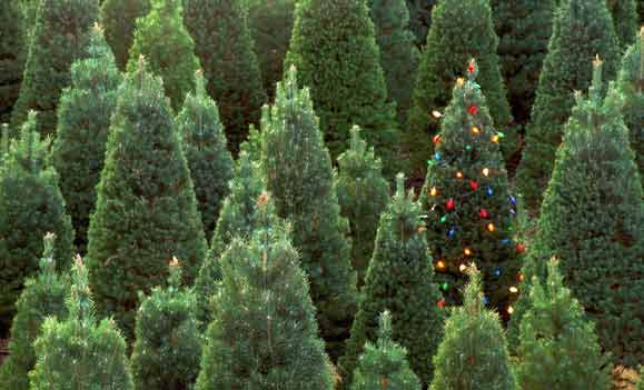 Santa's Christmas Tree Forest
